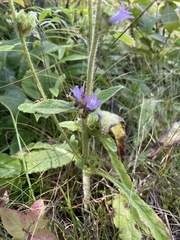 Campanula cervicaria