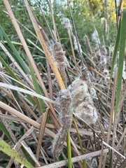 Typha