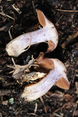 Cortinarius anomalus