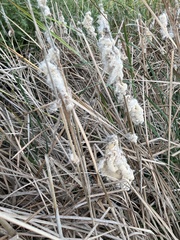 Typha