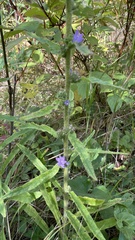 Campanula cervicaria