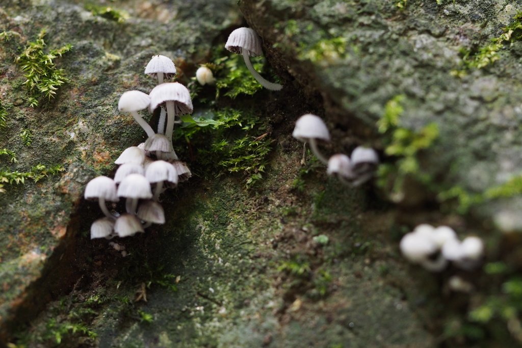 Coprinellus disseminatus · August 2015 · photo: © harumkoh (iNaturalist, cc-by)