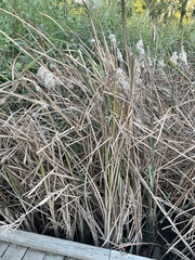 Typha