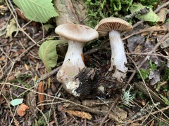 Cortinarius malachius