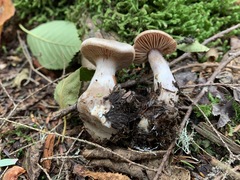 Cortinarius malachius