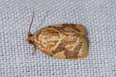 Adoxophyes templana