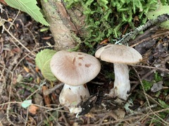 Cortinarius malachius
