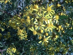 Senecio clivicola