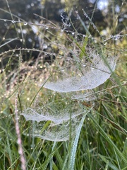 Frontinella pyramitela