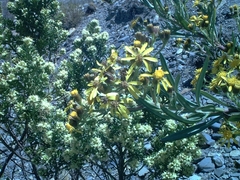 Senecio clivicola
