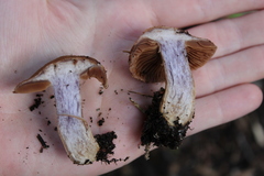 Cortinarius anomalus