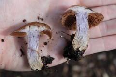 Cortinarius anomalus