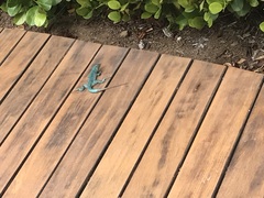 Cnemidophorus arubensis