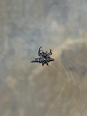 Gasteracantha fornicata