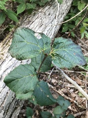 Viburnum acerifolium
