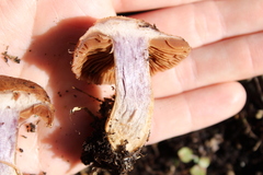 Cortinarius anomalus