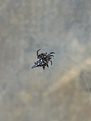 Gasteracantha fornicata