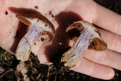 Cortinarius anomalus