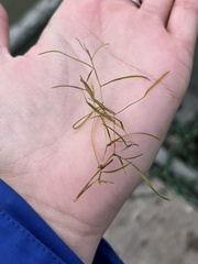 Potamogeton foliosus