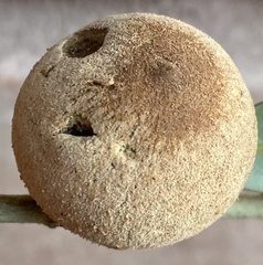 Disholcaspis cinerosa