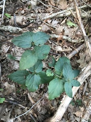 Viburnum acerifolium