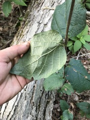 Viburnum acerifolium