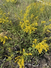 Solidago missouriensis