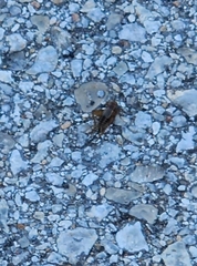 Gryllus pennsylvanicus