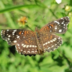 Anthanassa texana texana