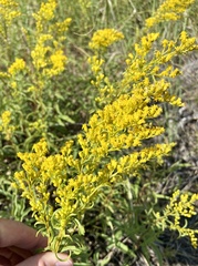 Solidago missouriensis
