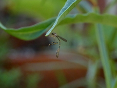 Leptopteromyia americana
