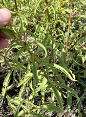 Solidago missouriensis
