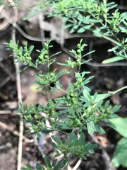 Paronychia fastigiata