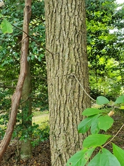 Fraxinus pennsylvanica