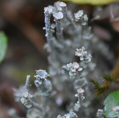 Cladonia cornuta