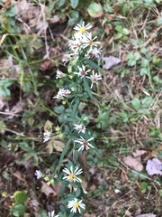 Symphyotrichum lateriflorum