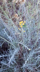 Helichrysum italicum