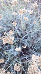 Helichrysum italicum