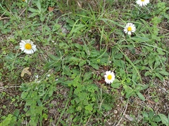 Bellis sylvestris
