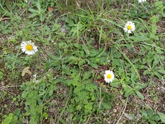Bellis sylvestris
