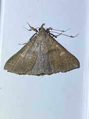 Renia discoloralis