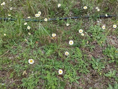 Bellis sylvestris