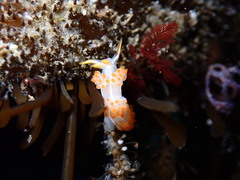 Coryphella trilineata