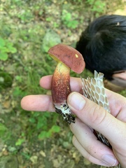 Baorangia