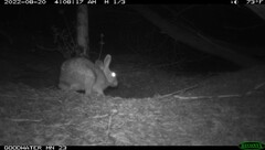 Sylvilagus floridanus