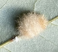 Druon quercuslanigerum