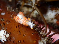 Coryphella trilineata
