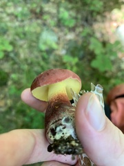 Baorangia