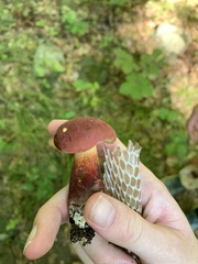 Baorangia