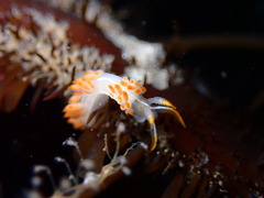 Coryphella trilineata
